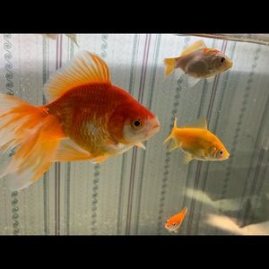 Meet your Posher, Forrest